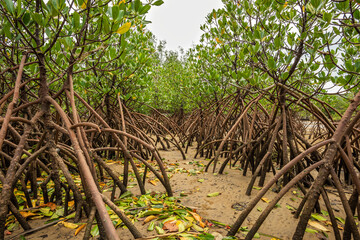 Low tide mangrove forest showing its roots in the sand. Iriomote Island.