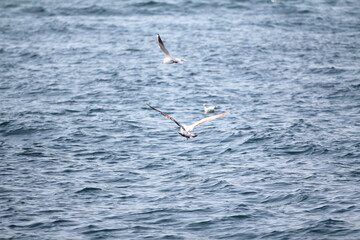 Fototapeta na wymiar seagulls wandering in the sea
