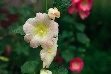 Pink mallow flowers in a green yard