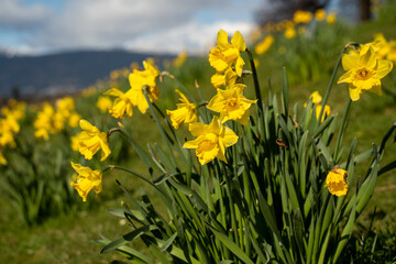 Obraz premium Flowers line the shoreline of Vancouver, BC, Canada. 