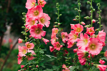 Pink mallow flowers in a green yard