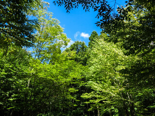 森の新緑と青空