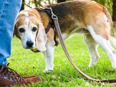 中型犬images Browse 4 496 Stock Photos Vectors And Video Adobe Stock