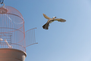 鳥かごから大空へ飛び出す小鳥　自由イメージ