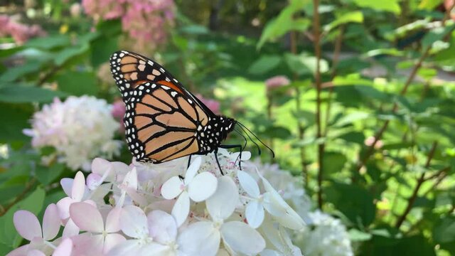 Close Up of a Monarch Butterfly Feeding on Hydrangea and Plants Swaying in Wind