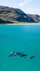 dolphins swimming in clear water in Hawaii