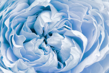 Blue peony roses flowers close up. Natural flowery background from petals. Macro photography.