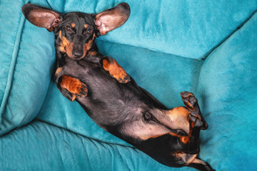 Funny dachshund puppy lies belly up with his long ears spread out on pillow in pet bed, top view, copy space. Lazy weekend after hard active week.