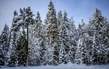 Winter Mountain Forest Landscape, Northern California