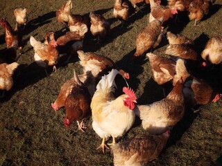 Free range brown laying hens and white rooster in green grass walking and feeding
