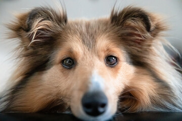 Headshot of a Sheltie dog