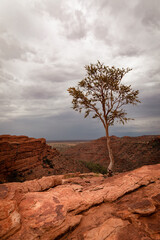 Lone tree on a rocky mountain