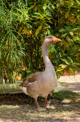 grey domestic goose in the forest