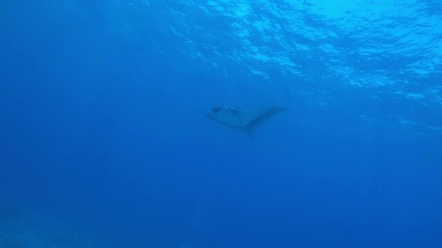 Big Black Oceanic Manta fish floating on a background of blue water in search of plankton. Underwater scuba diving in Indonesia.