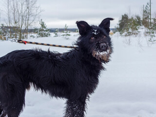 Black pet dog with snow.. Playing with the snow. Adorable dog enjoying her time, winter time. Copy space