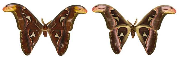 Attacus atlas isolated. Attacus atlas moth isolated on white background. set of butterflies. ...