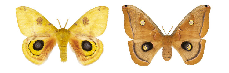Automeris io isolated. antheraea polyphemus isolated.set of butterflies.byellow butterfly isolated on white background.mix set of beautiful butterflies on a white background. set butterflies on white 