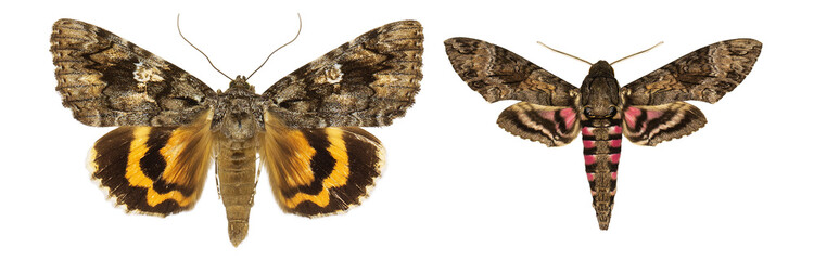 Agrius cingulata isolated.Catocala aholibah isolated. mix set of beautiful butterflies on a white background. set of butterflies. butterfly isolated on white background.set butterflies on white 
