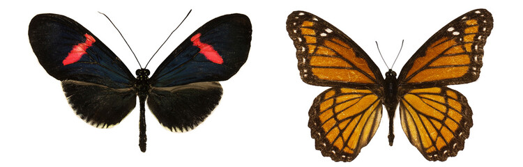 Limenitis archippus isolated. Heliconius erato cyrbia isolated. mix set of beautiful butterflies on a white background. set of butterflies. butterfly isolated on white background.butterflies on white 