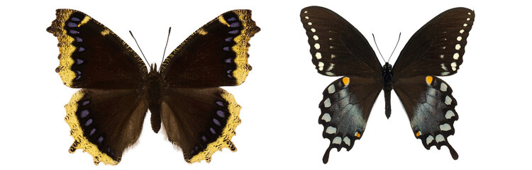 mourning cloak nymphalis antiopa isolated. Papilio polyxenes isolated. mix set of beautiful...