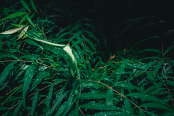 green fern in the night