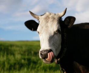 Obraz na płótnie Canvas A cow with a white muzzle and black croup grazes on a green meadow.