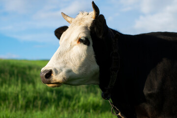 Obraz na płótnie Canvas A cow with a white muzzle and black croup grazes on a green meadow.