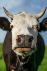 A cow with a white muzzle and black croup grazes on a green meadow.