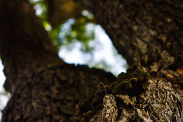 Árbol Corteza 