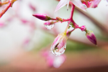 Gotas