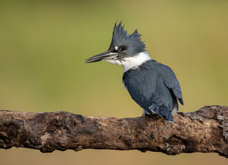 Obraz premium Belted Kingfisher in Florida 