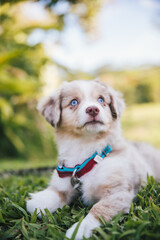 Australian Shepherd puppies play in grass