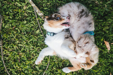 Australian Shepherd puppies play in grass