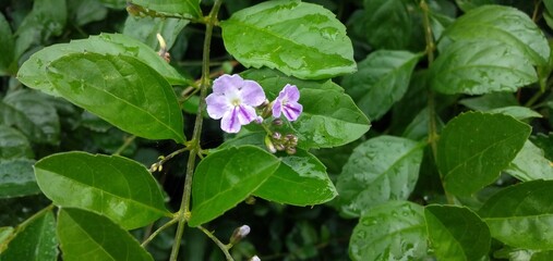 flower in the forest