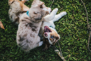 Australian Shepherd puppies play in grass