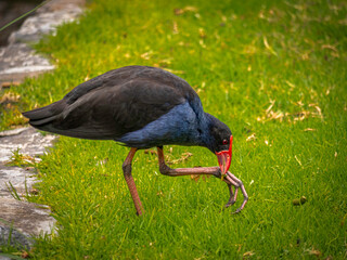 Moorhen Feeding