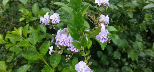flowers in the forest