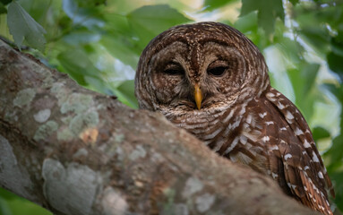 Fototapeta premium Barred Owl in Florida 