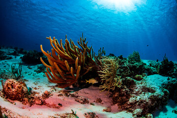 French grunt hiding under soft corals