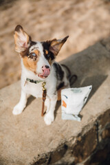 Australian Shepherd puppy and owner play on the beach