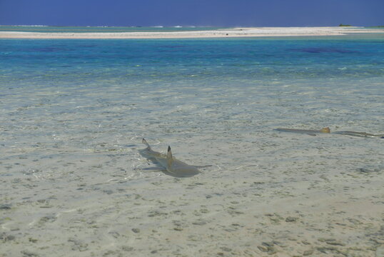 requins sur l'atoll de Tikehau