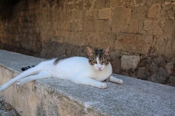 ヨーロッパギリシャロードス島の猫