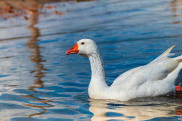 Naklejka na ściany i meble Closeup of goose swimming in the lake.