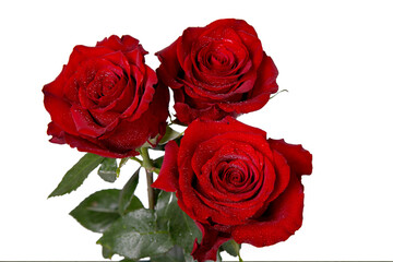 Gift bouquet of three red roses.