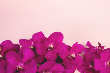 Burgundy Vanda orchids on pink background