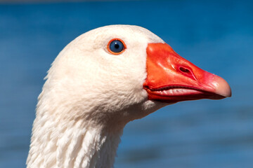 Closeup of goose swimming in the lake.