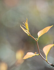 spring greenbriar leaves