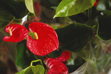 Houseplants with red flower in pots