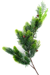 Green fir branch for christmas on the white background.