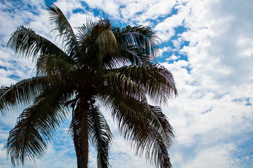 Fototapeta na wymiar El cielo y la palmera